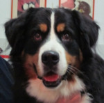 Diesel,berner sennen reu ,4 jr., is als pup mishandeld en daarna liefdevol opgevangen.Helaas is hij erg druk en onrustig